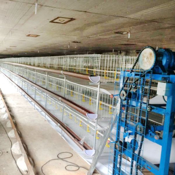 肉雞半自動(dòng)清糞機(jī)